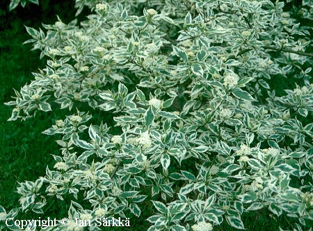 Cornus alba 'Elegantissima'